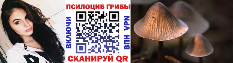 где найти наркотики  Струнино  Галлюциногенные грибы Psilocybe 