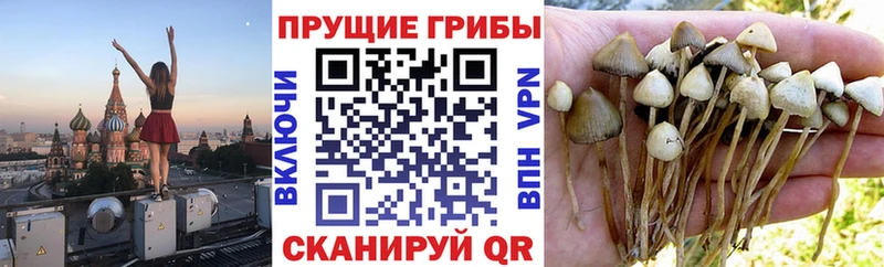 Галлюциногенные грибы GOLDEN TEACHER Струнино